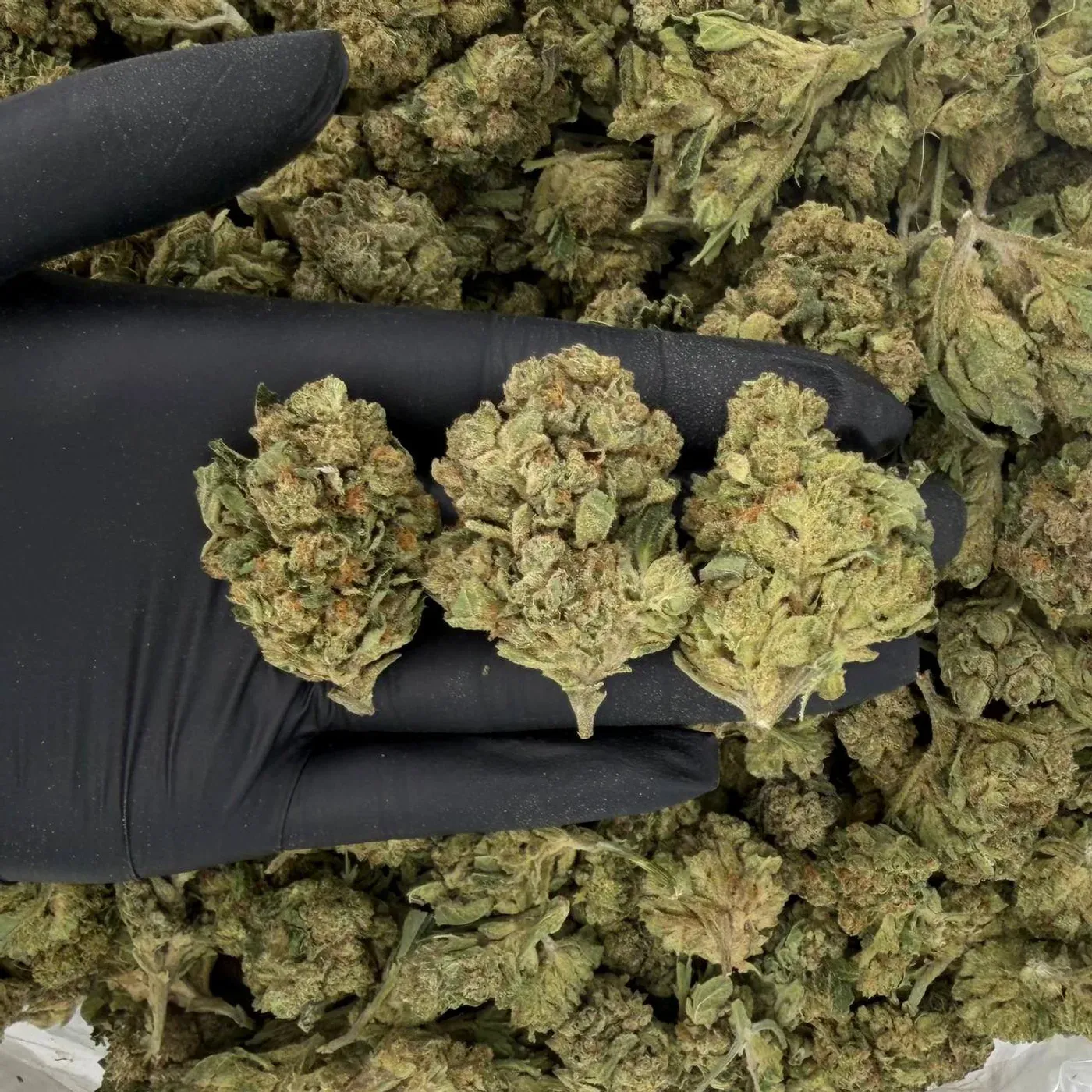 Premium Grape OG THCA Flower thumbnail