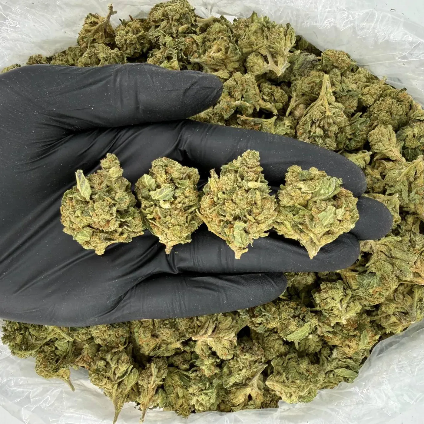 Premium Rascal OG THCA Flower thumbnail